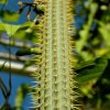 Cleistocactus_smaragdifloru